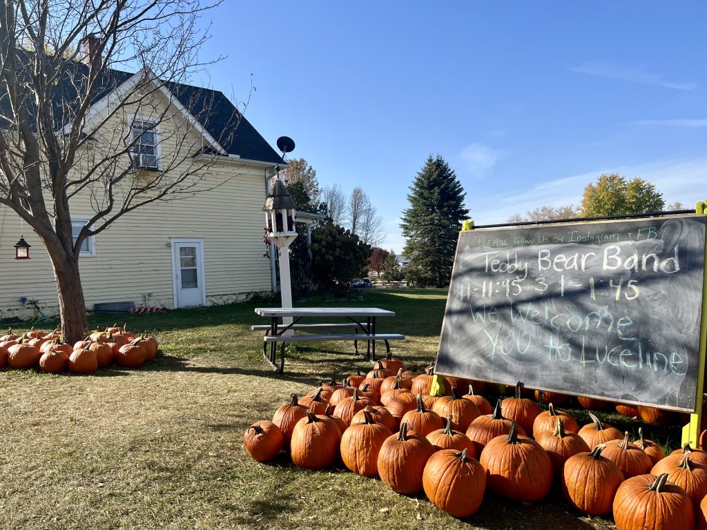 Pumpkins on Minnesota Farm